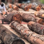 Ibama desmantela esquema de madeira ilegal no Pará e aplica mais de R$ 15 milhões em multas