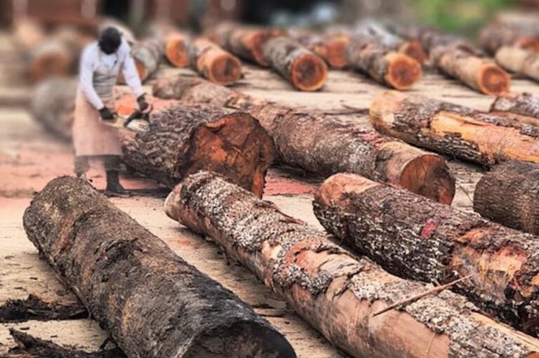 Ibama desmantela esquema de madeira ilegal no Pará e aplica mais de R$ 15 milhões em multas