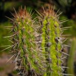 Instituto Escolhas abre edital para bolsas de pesquisa sobre a Caatinga