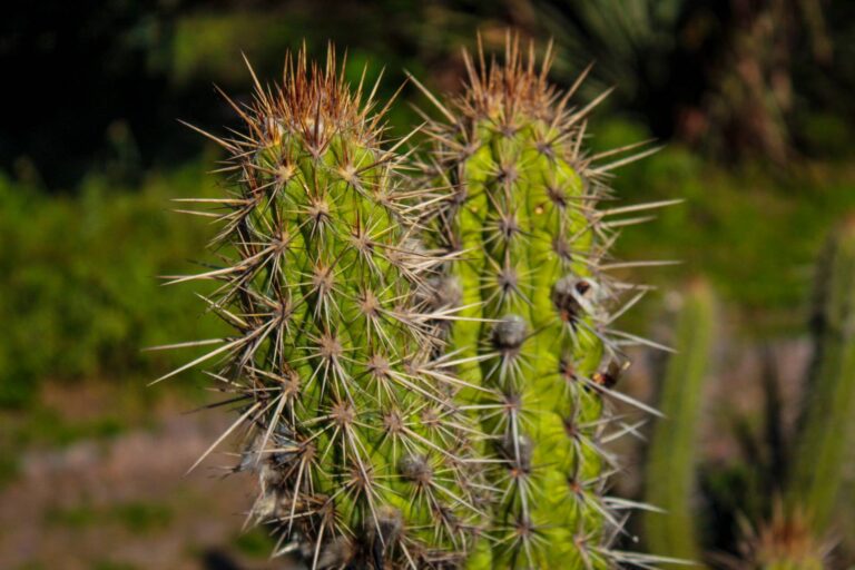 Facheiro, espécie de cacto da Caatinga. Foto: Michael Esquer / ((o))eco