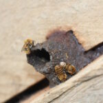 Lei inédita no Peru garante direitos a abelhas amazônicas