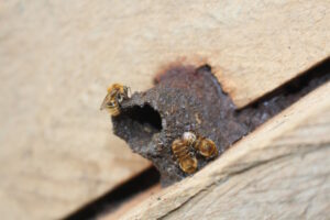 Lei inédita no Peru garante direitos a abelhas amazônicas