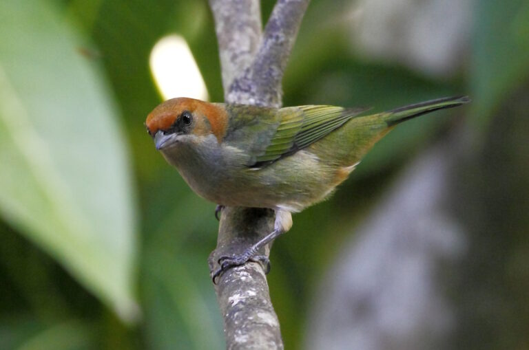 Licenciamento ignorou reserva ambiental situada a 1,2 km do Aeródromo do Açu