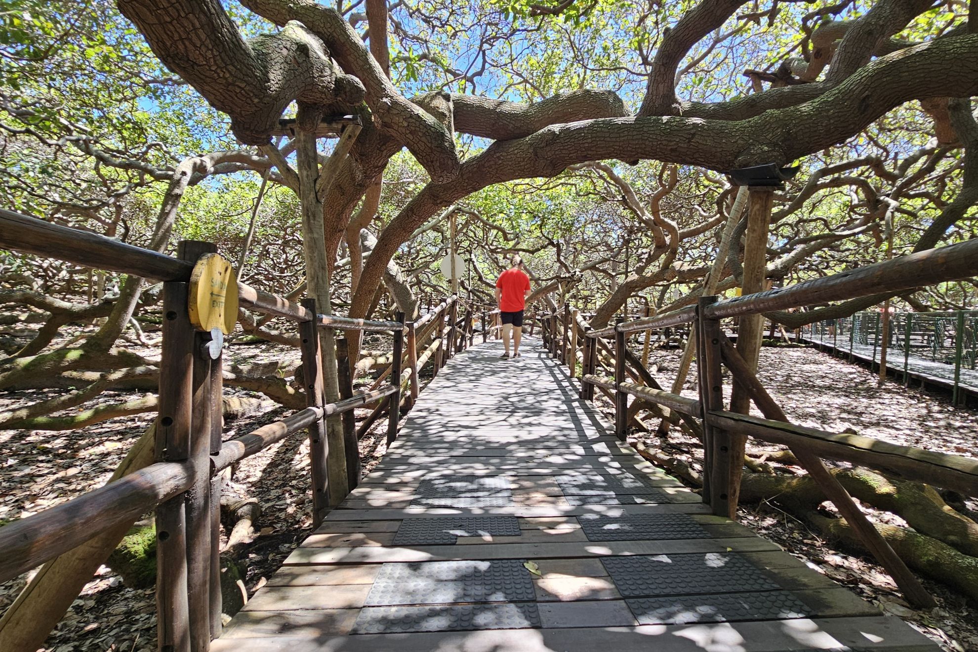 Maior cajueiro do mundo vira unidade de conservação no Rio Grande do Norte