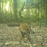 Mais dois filhotes! Onça-pintada aparece com novas crias no Parque Nacional do Iguaçu