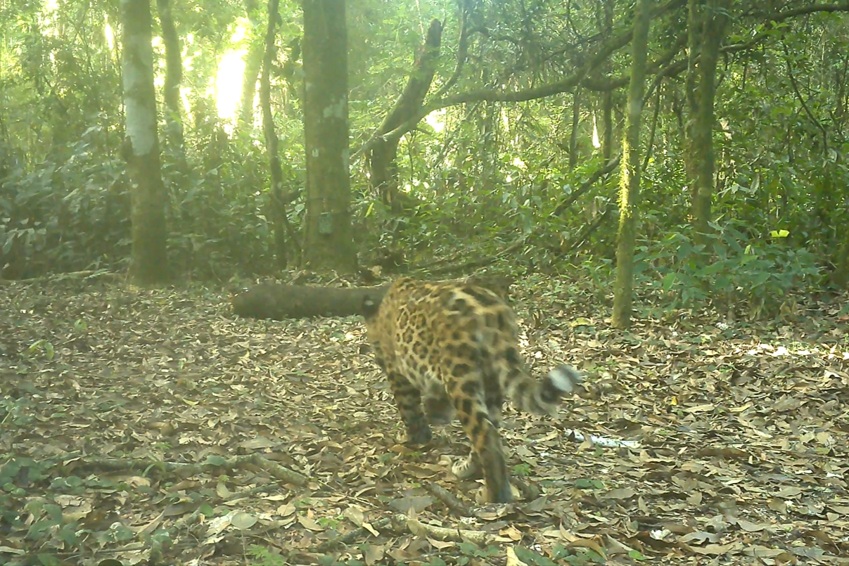 Mais dois filhotes! Onça-pintada aparece com novas crias no Parque Nacional do Iguaçu