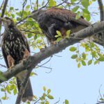 O gavião Farialimer e as aves do antropoceno paulistano