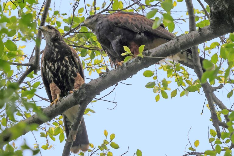 O gavião Farialimer e as aves do antropoceno paulistano