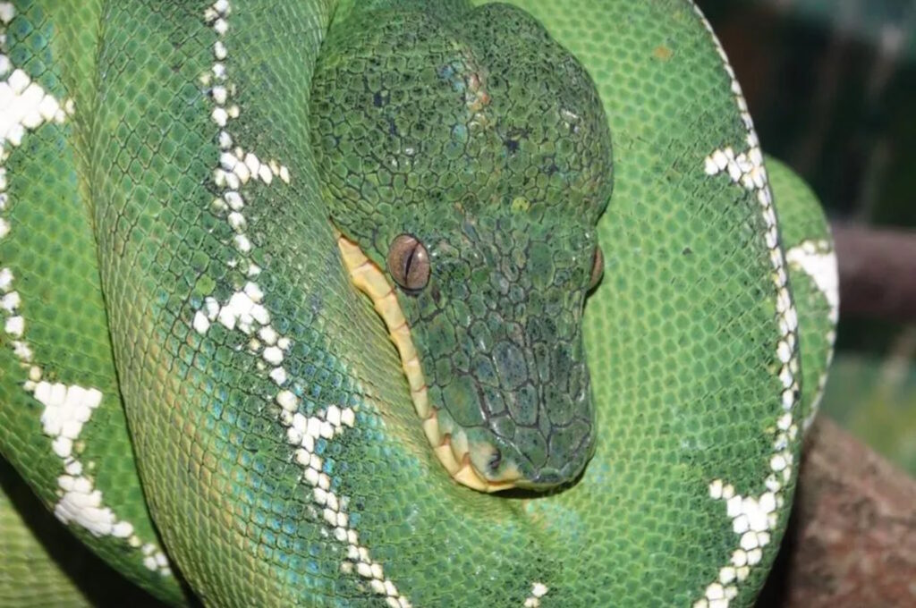 O preço invisível do tráfico: quem paga a conta das serpentes exóticas no Brasil?