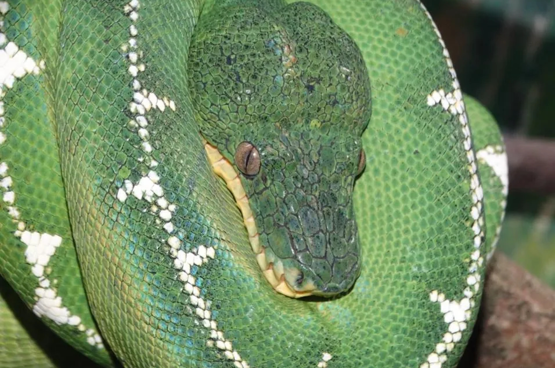 O preço invisível do tráfico: quem paga a conta das serpentes exóticas no Brasil?