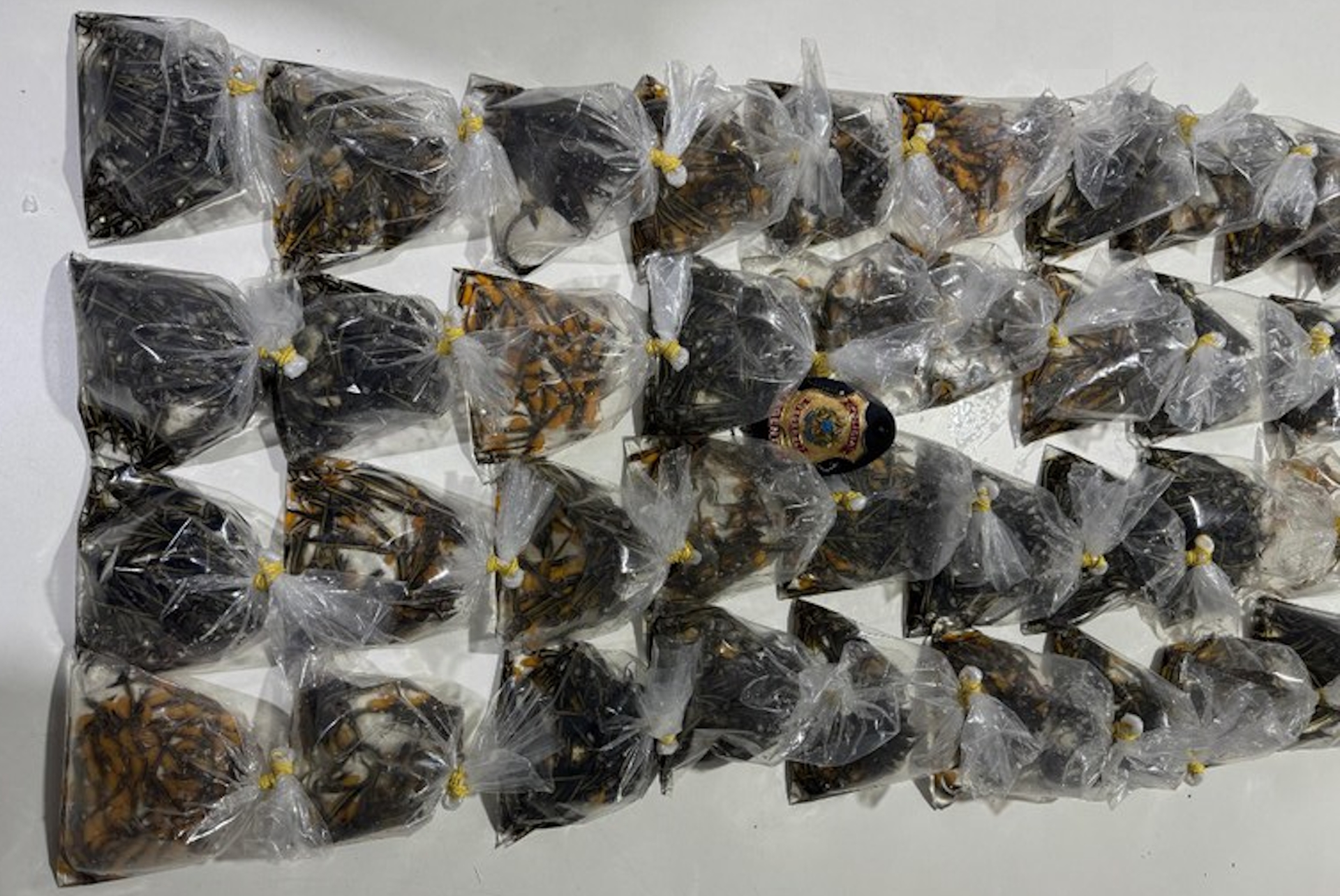 PF prende homem por contrabando de peixes ornamentais da Amazônia em Tabatinga