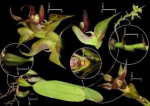 Pesquisadores registram orquídea inédita no litoral do Paraná