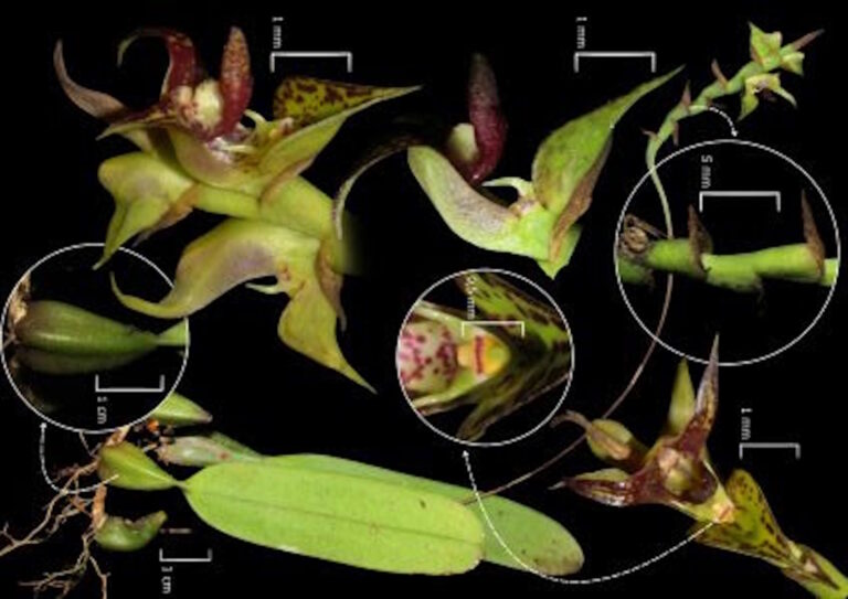 Pesquisadores registram orquídea inédita no litoral do Paraná
