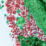 Raiva transmitida por animais silvestres desafia órgãos de saúde e de conservação