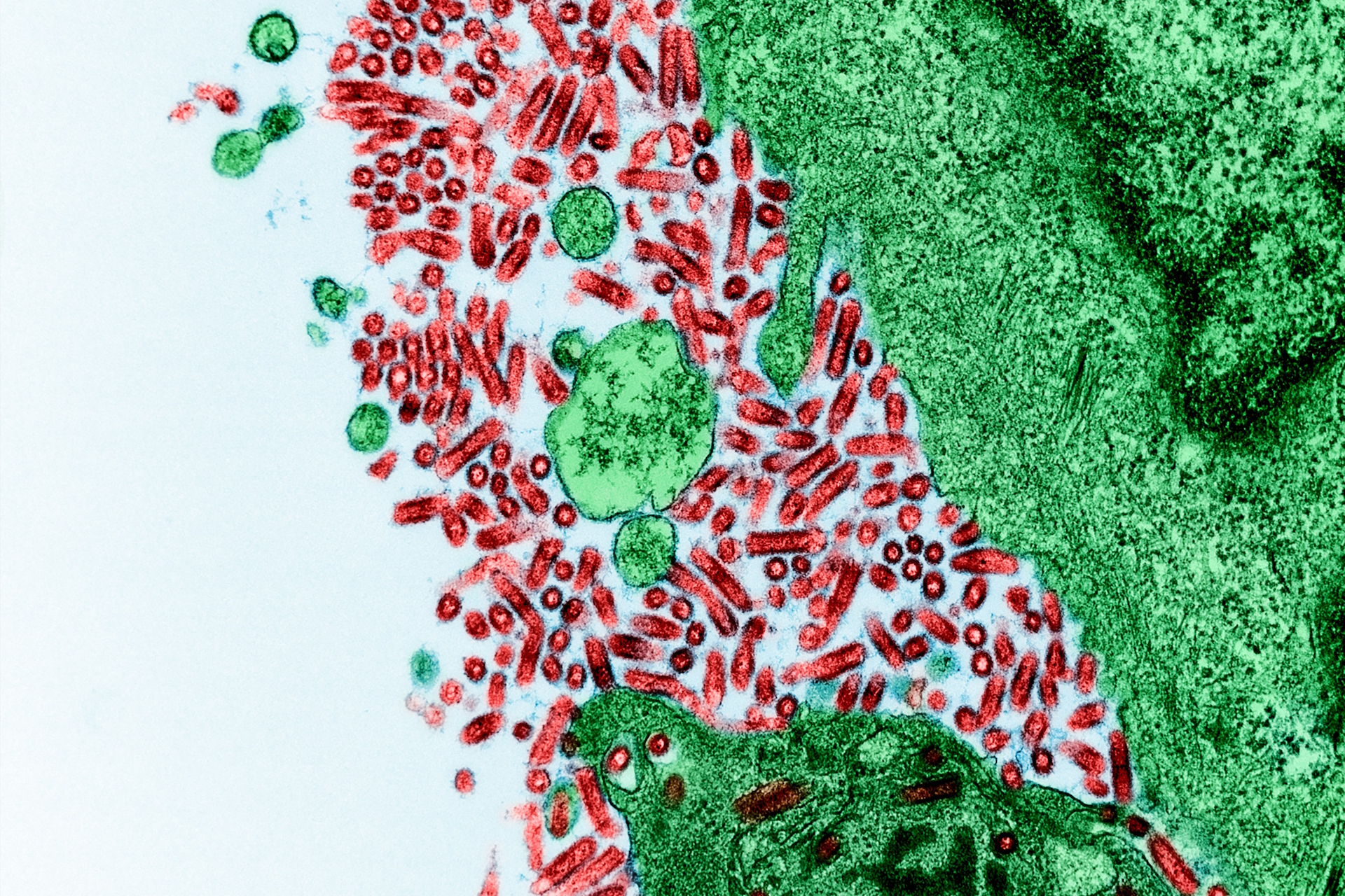 Raiva transmitida por animais silvestres desafia órgãos de saúde e de conservação