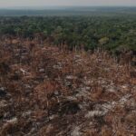 Reforesting may be the most urgent policy to save the Amazon