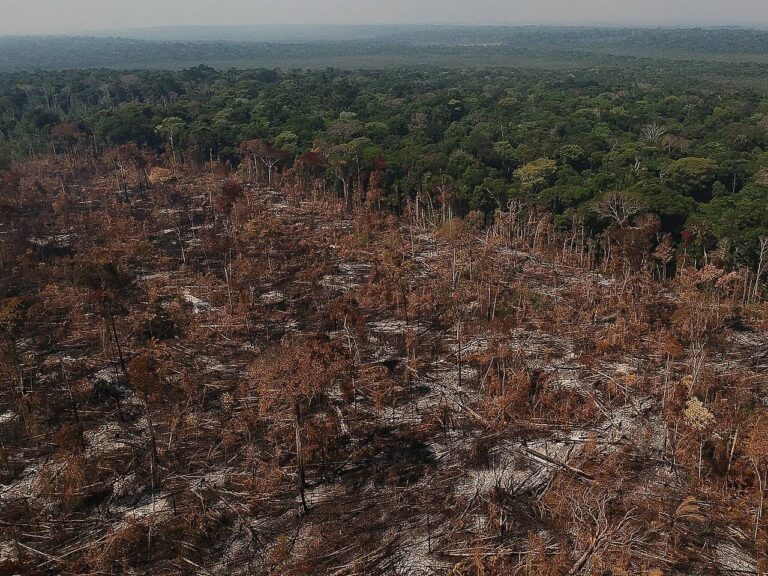 Rematamento pode ser a política mais urgente para salvar a Amazônia