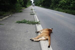 Suçuarana morre atropelada na Serra da Cantareira, em São Paulo
