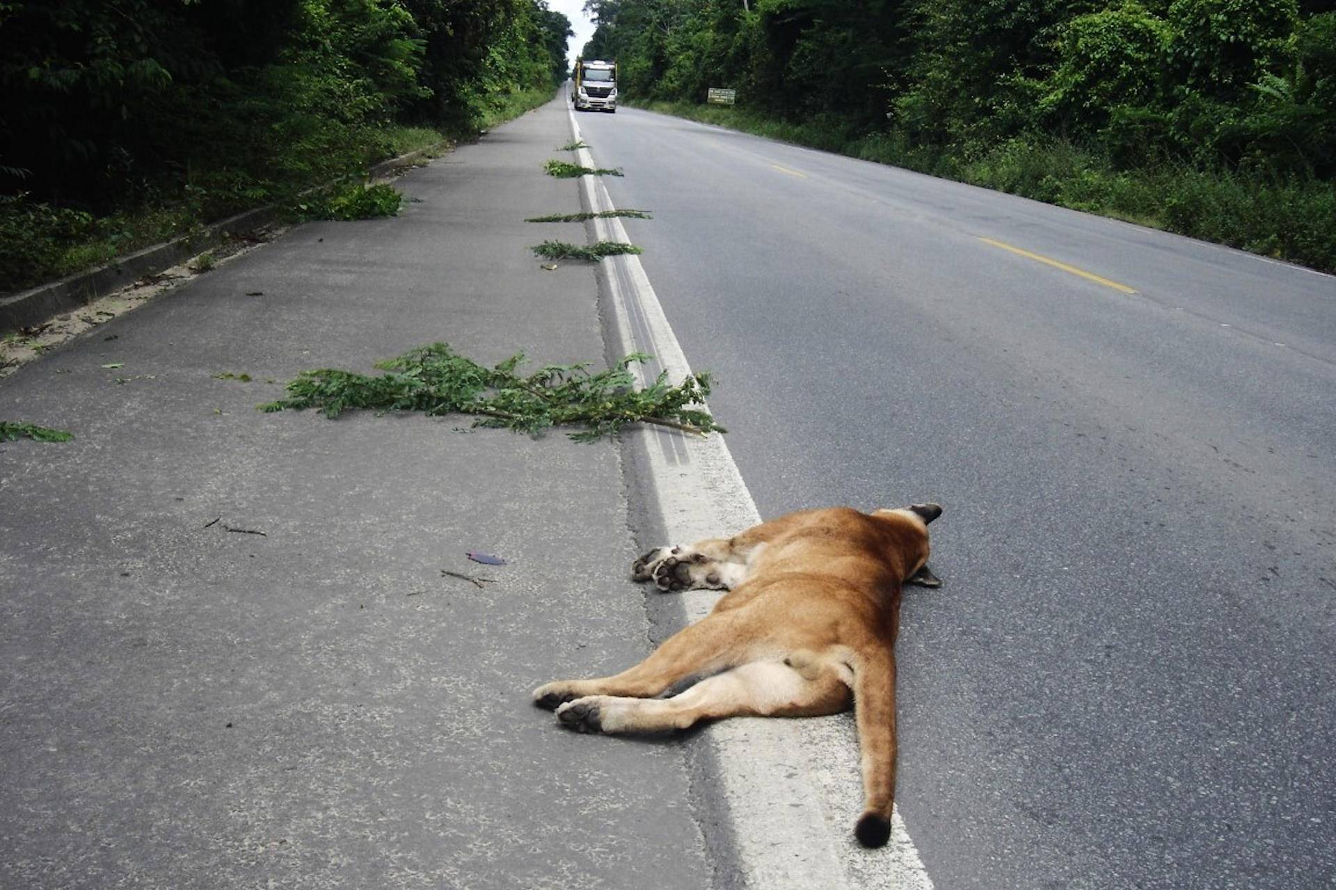Suçuarana morre atropelada na Serra da Cantareira, em São Paulo