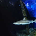 Tubarões são famosos por seus dentes ameaçadores, mas a acidificação dos oceanos pode torná-los mais fracos