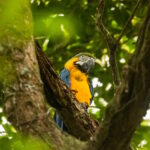 Voo livre: o colorido das araras-canindé retorna ao Rio
