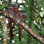 A Fotografia em tempos de IA: transformação ou extinção?