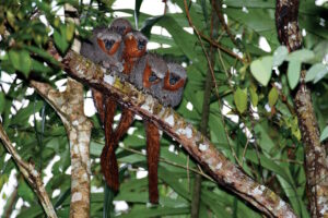 A Fotografia em tempos de IA: transformação ou extinção?