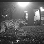 BBB do mundo animal – onça pintada desfila para câmeras no Parna Iguaçu