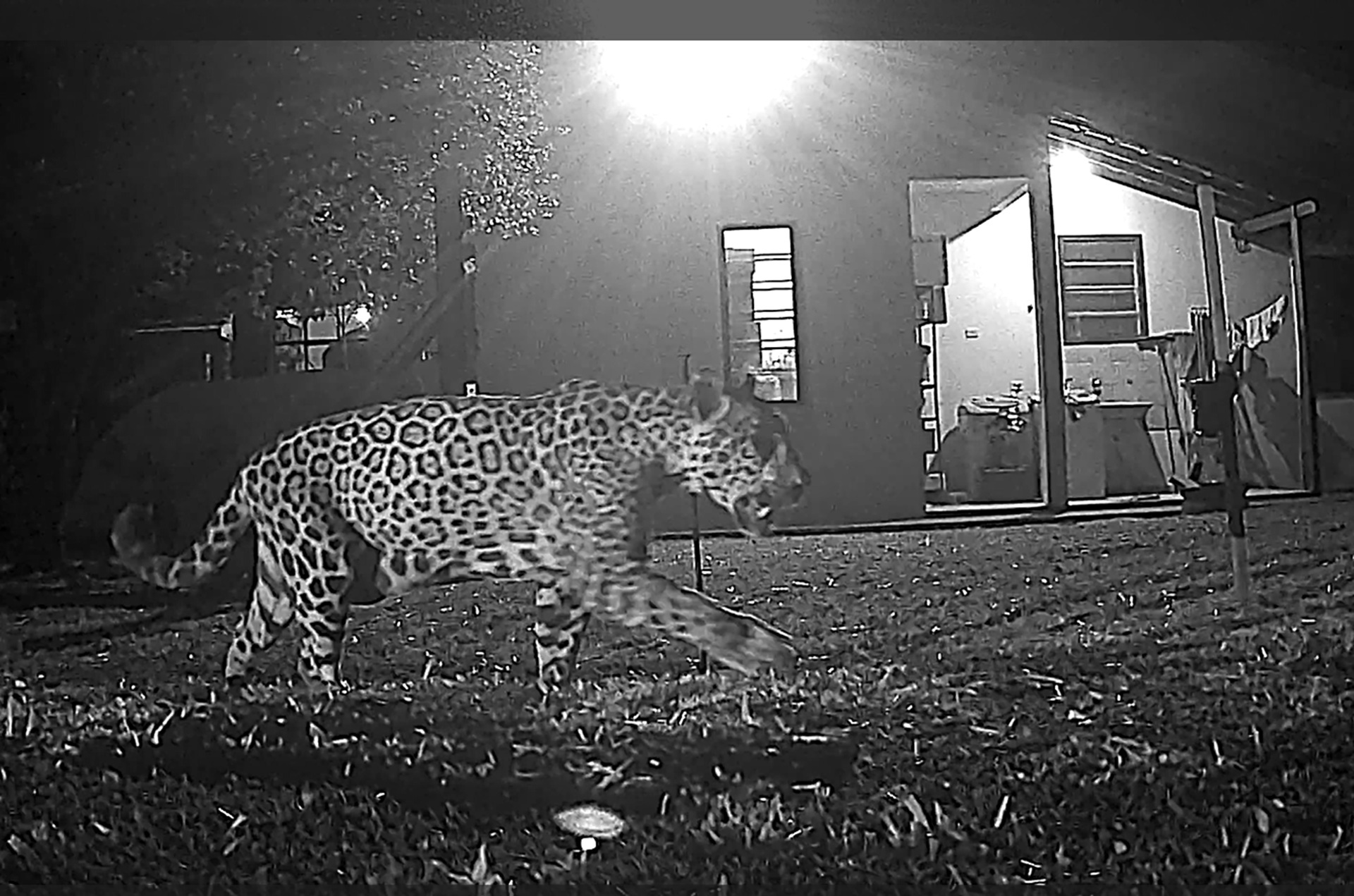 BBB do mundo animal – onça pintada desfila para câmeras no Parna Iguaçu