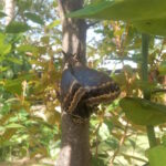 Borboletas e formigas: um ensaio sobre jardins e ciclos