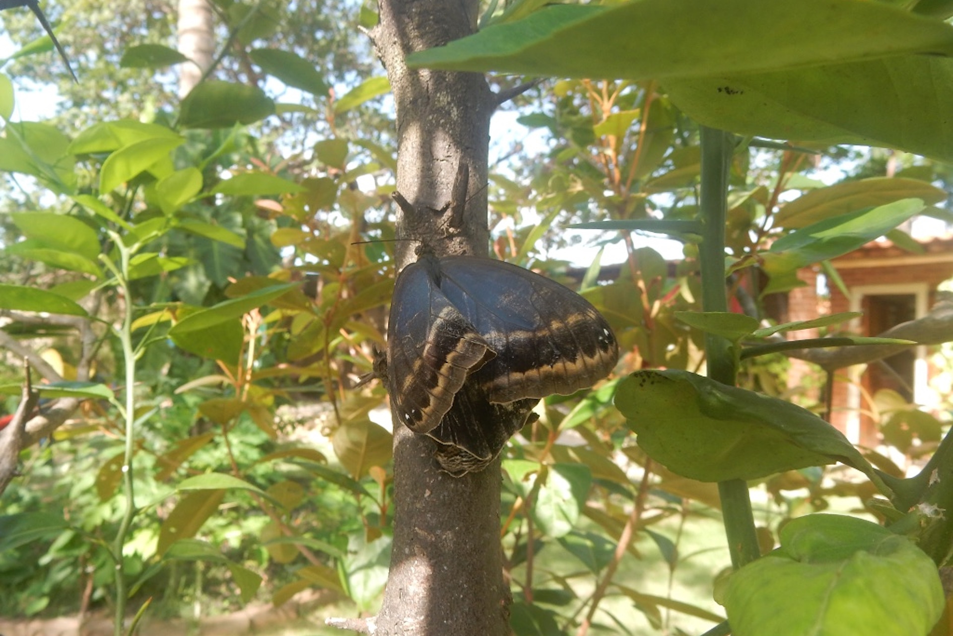 Borboletas e formigas: um ensaio sobre jardins e ciclos