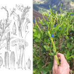 Botânica é homenageada em descoberta de flor no extremo sul da Bahia
