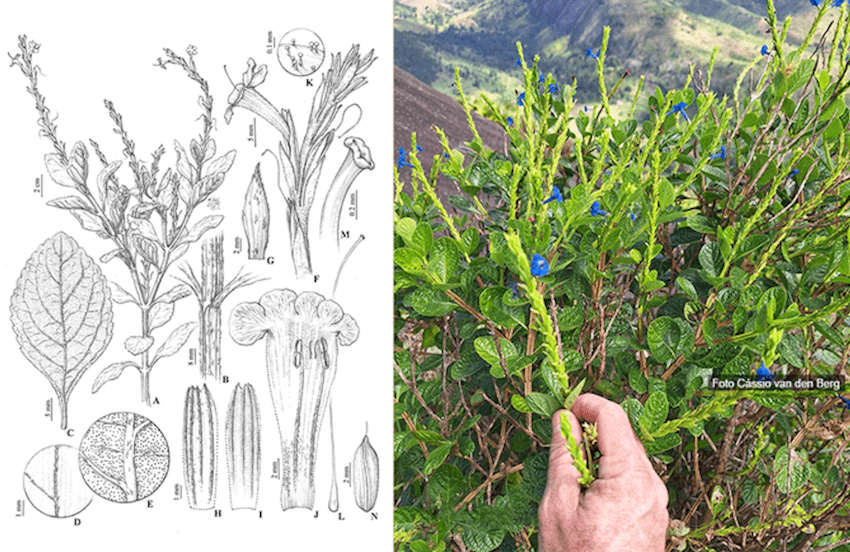 Botânica é homenageada em descoberta de flor no extremo sul da Bahia
