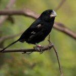 Cites aperta regras para exportação do bicudo e de mais cinco aves