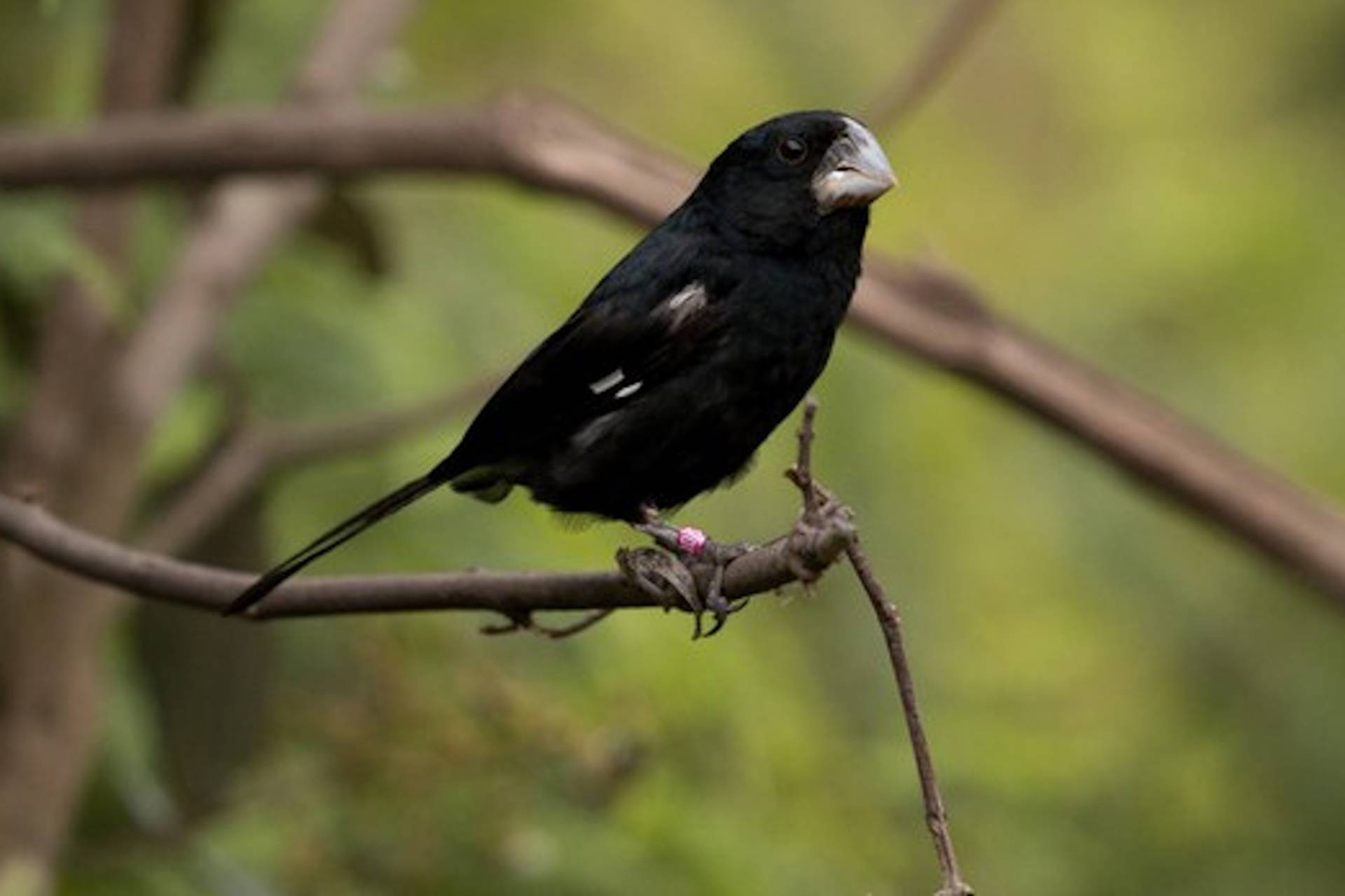 Cites aperta regras para exportação do bicudo e de mais cinco aves