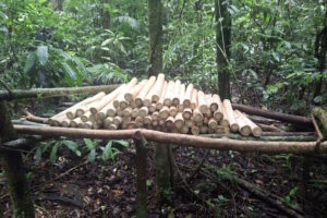 Homem é preso dentro da Reserva Biológica do Tinguá por extração ilegal de palmito