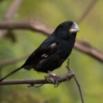 Nascimento de filhote de bicudo em vida livre é marco para conservação da espécie