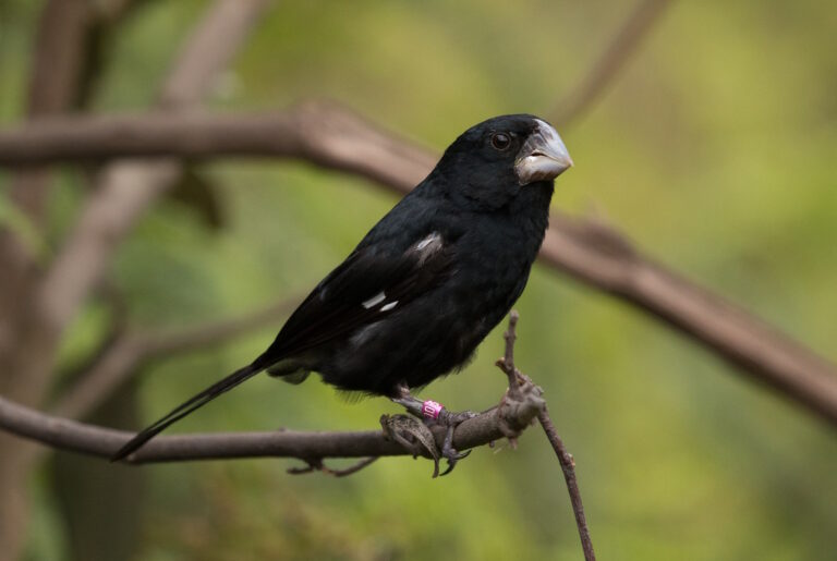Nascimento de filhote de bicudo em vida livre é marco para conservação da espécie