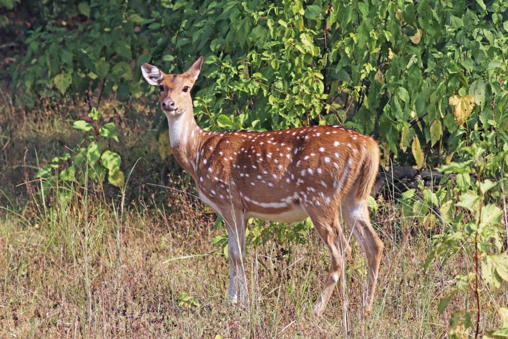 Nova ameaça no Pantanal: o cervo Axis ou chital chegou ao Bioma