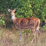 Nova ameaça no Pantanal: o cervo Axis ou chital chegou ao Bioma