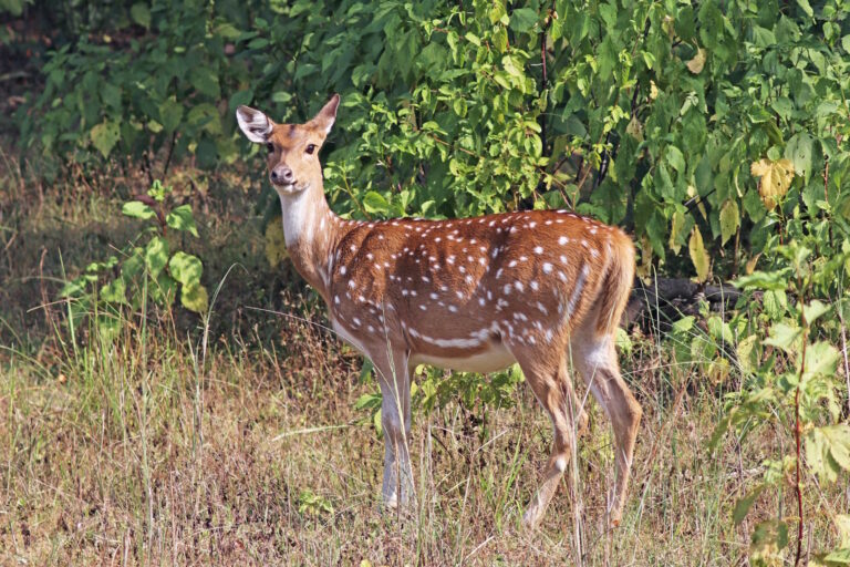 Nova ameaça no Pantanal: o cervo Axis ou chital chegou ao Bioma