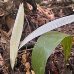Palmeira “albina” intriga pesquisadores em reserva do Acre