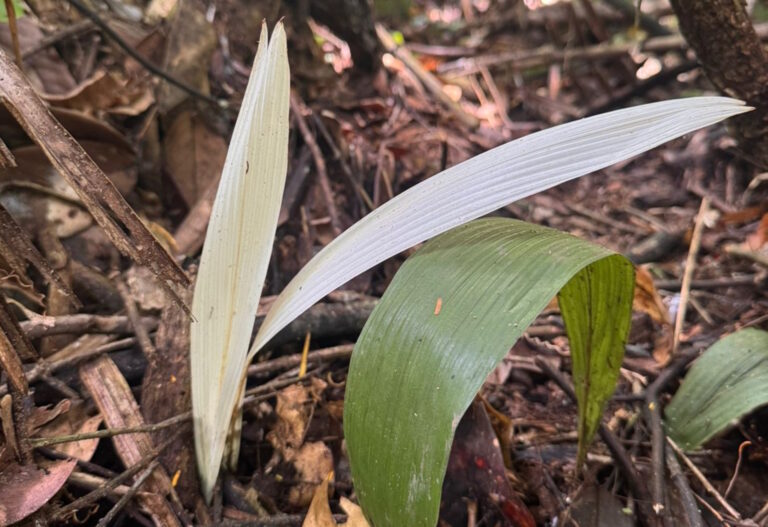 Palmeira “albina” intriga pesquisadores em reserva do Acre