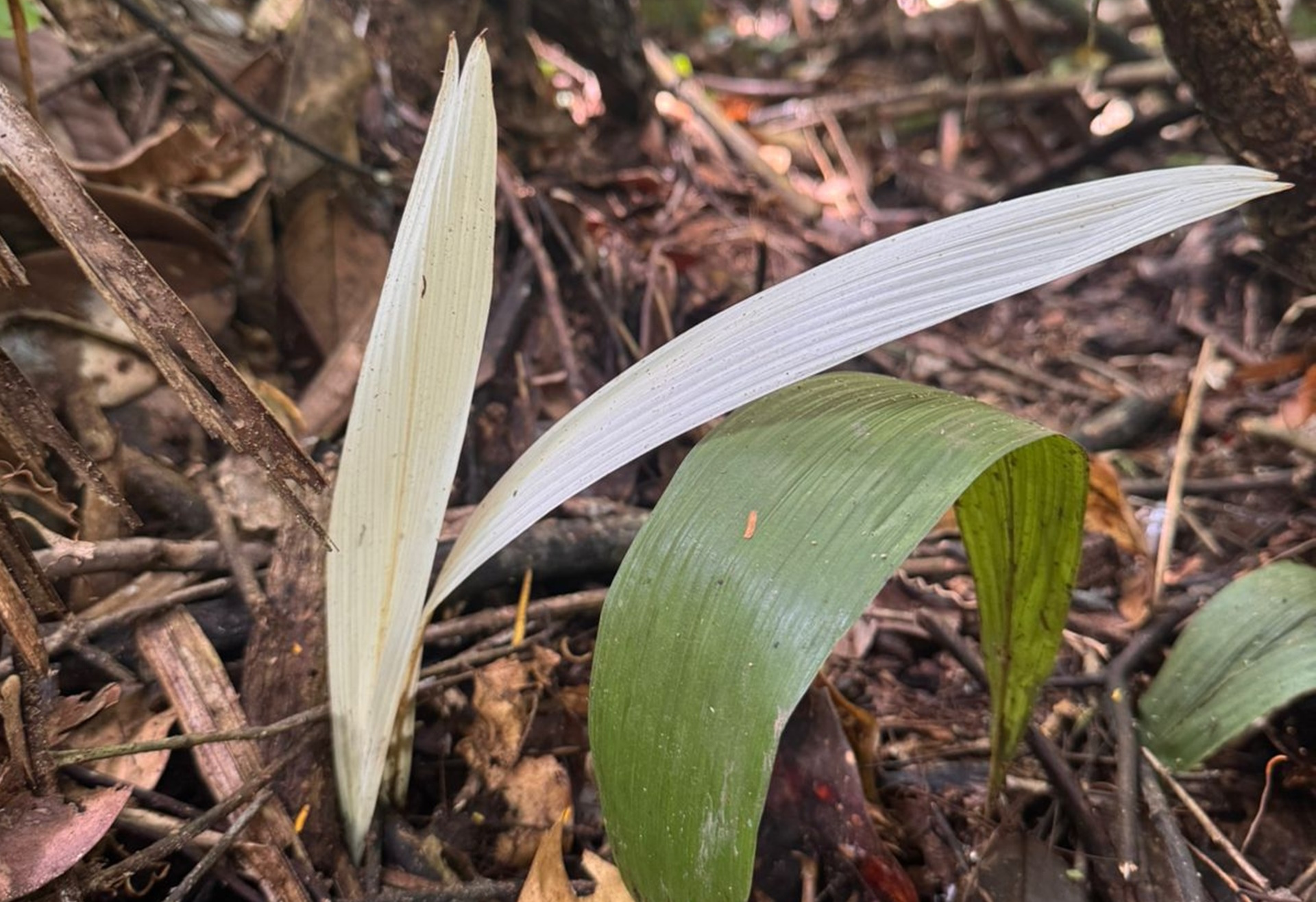 Palmeira “albina” intriga pesquisadores em reserva do Acre