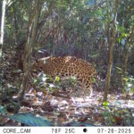 Pela 1ª vez, ICMBio flagra onça pintada caçando em unidade do Acre