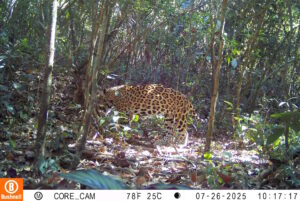 Pela 1ª vez, ICMBio flagra onça pintada caçando em unidade do Acre
