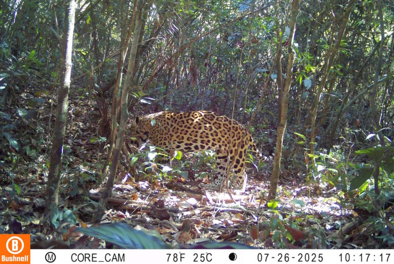 Pela 1ª vez, ICMBio flagra onça pintada caçando em unidade do Acre