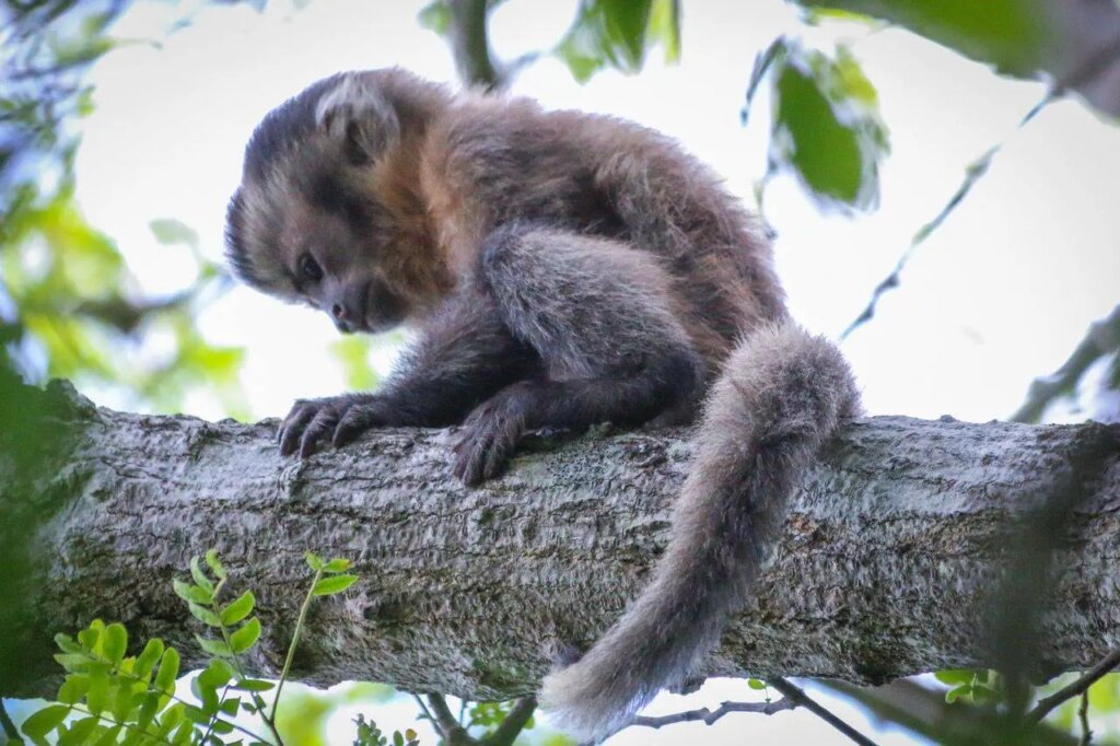 Pesquisadores registram caso inédito de macaco-prego leucístico no Ceará