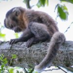 Pesquisadores registram caso inédito de macaco-prego leucístico no Ceará