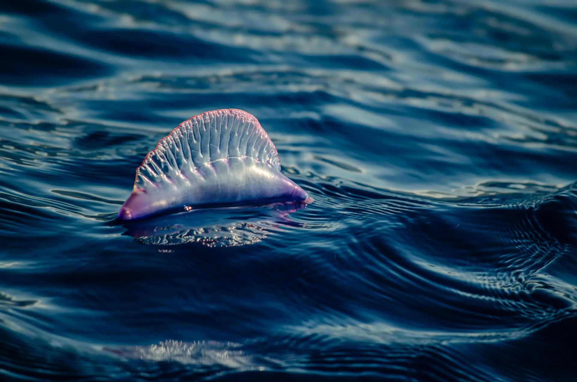 Quem escreveu as regras do Alto-Mar?